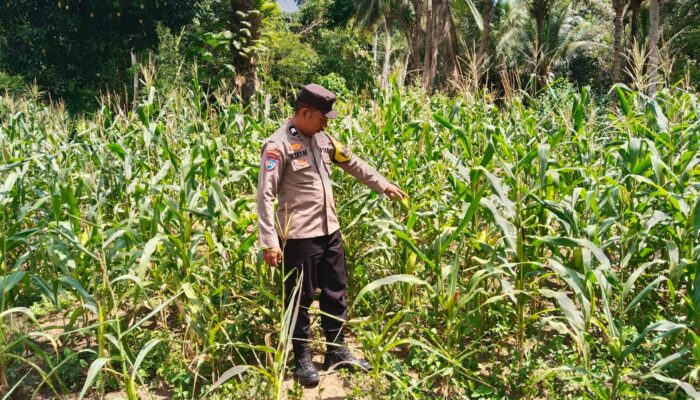 Polsek Totikum Kawal Program Ketahanan Pangan Melalui Pengecekan Rutin Kebun Jagung Bumdes