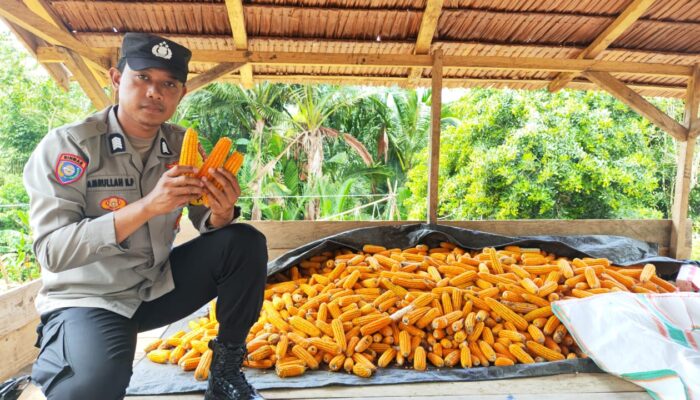 Optimalkan Potensi Desa, Polsek Banggai Berikan Pengamanan dan Imbauan Kamtibmas Saat Panen Raya