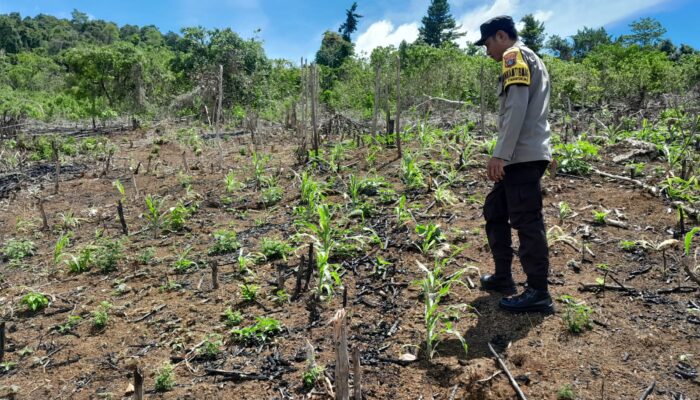 Dukung Swasembada Pangan, Bhabinkamtibmas Polsek Tinangkung Pantau Perkembangan Kebun Jagung di Desa Kautu