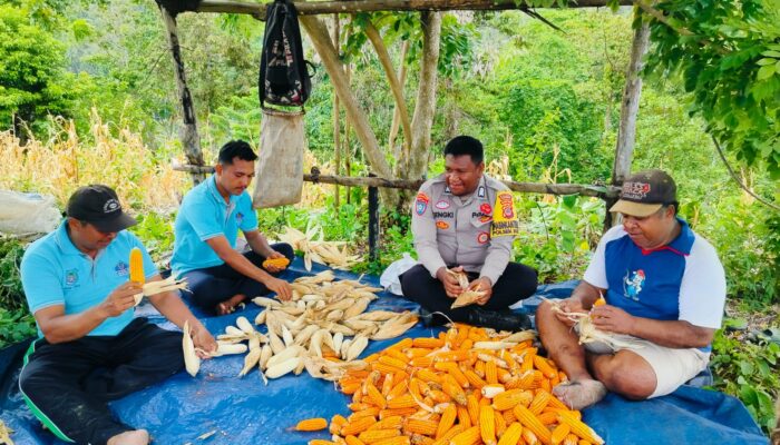 Dukung Program Ketahanan Pangan Nasional, Polsek Buko Kawal Panen Jagung di Desa Olusi