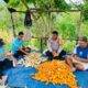 Dukung Program Ketahanan Pangan Nasional, Polsek Buko Kawal Panen Jagung di Desa Olusi