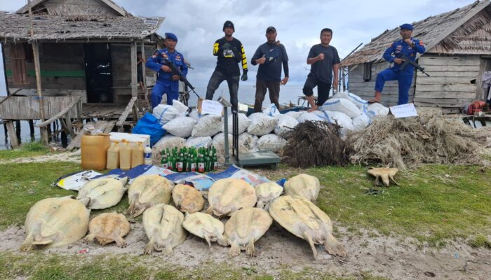 Polres Bangkep Amankan 2 Ton Bambu Laut dan Lepasliarkan 13 Penyu Langka