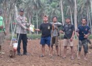 Sinergi Bhabinkamtibmas Polsek Tinangkung dan Warga Tanam Jagung di Desa Luksagu