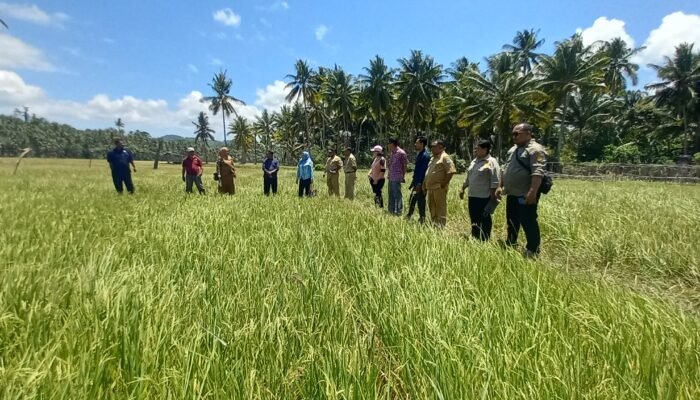 Tanaman Padi Sawah Areal Tingsel Mengalami Kekeringan, Komisi III DPRD Bangkep Tinjau Lokasi Persawahan