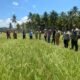 Tanaman Padi Sawah Areal Tingsel Mengalami Kekeringan, Komisi III DPRD Bangkep Tinjau Lokasi Persawahan